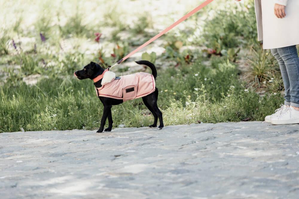 Waterproof Coral Dog Coat B4430