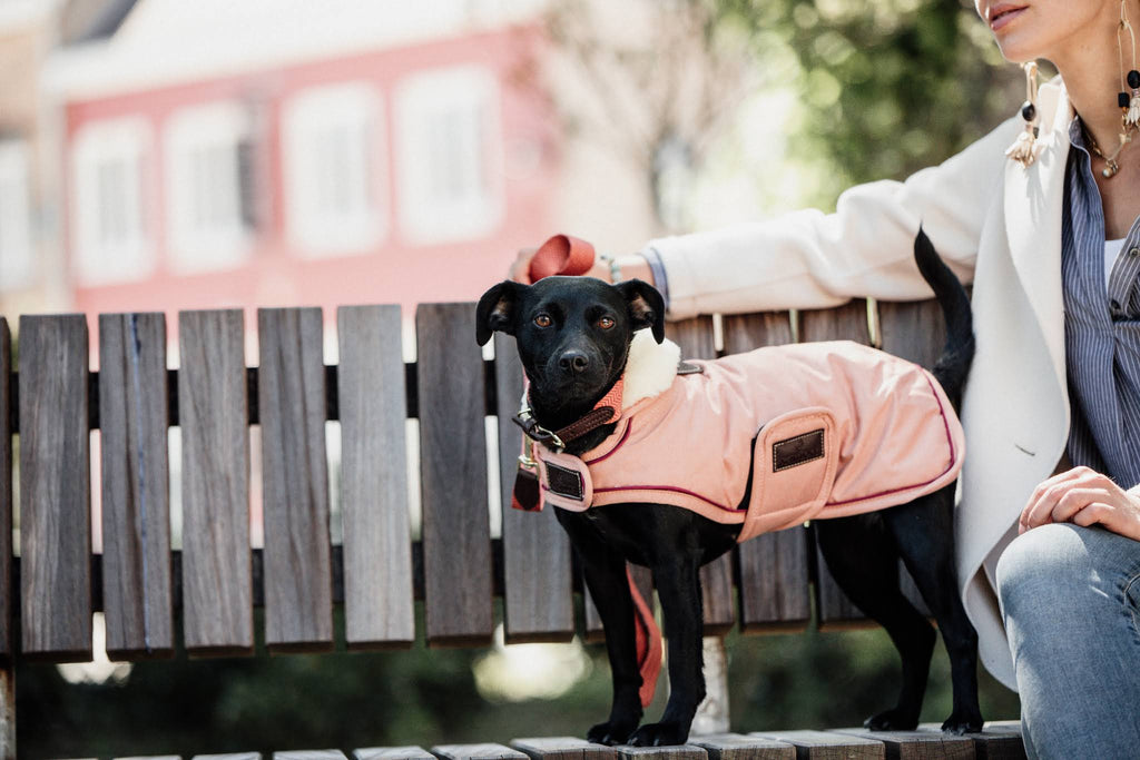 Waterproof Coral Dog Coat B4430