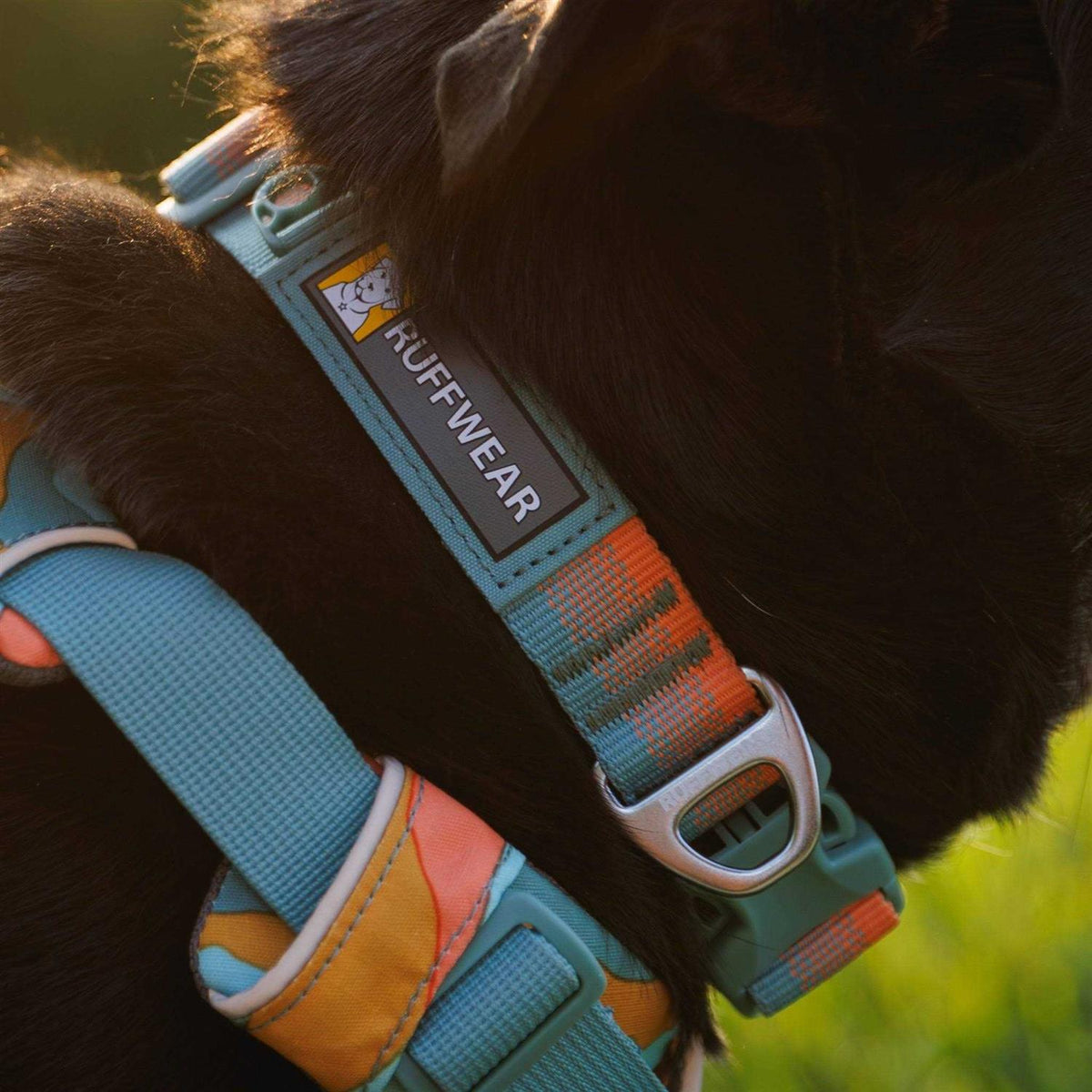 Dog Collar C6395