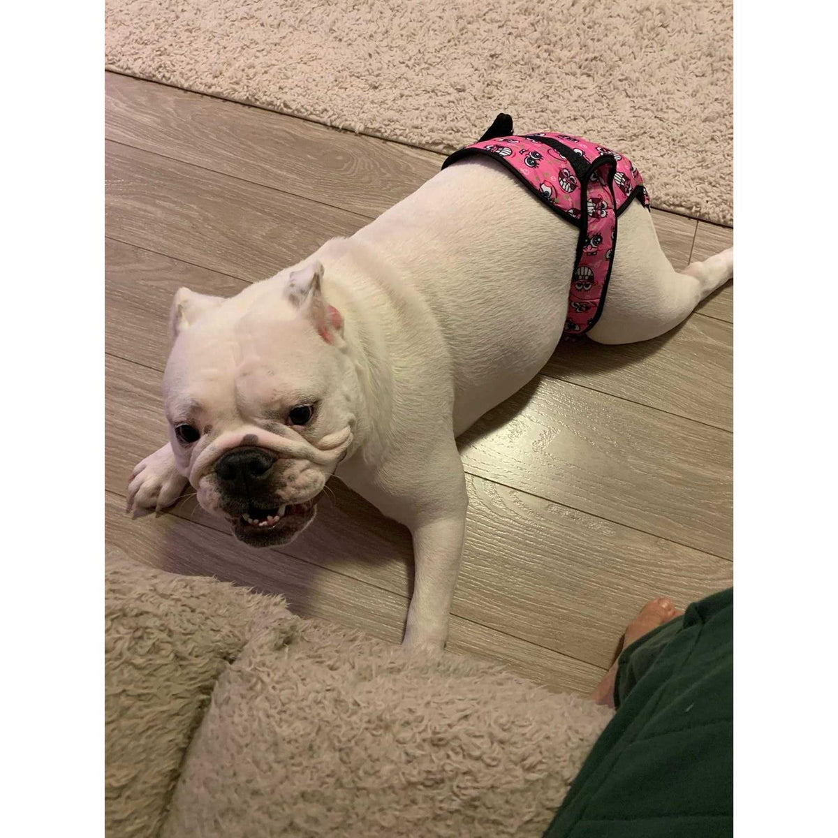 Washable Female Dog Diaper E48785