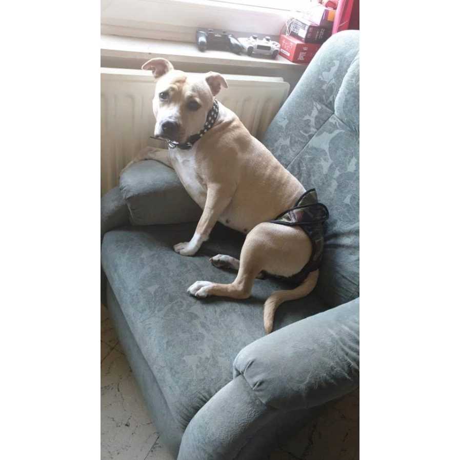 Washable Female Dog Diaper E48785