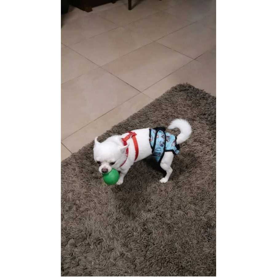 Washable Female Dog Diaper E48785