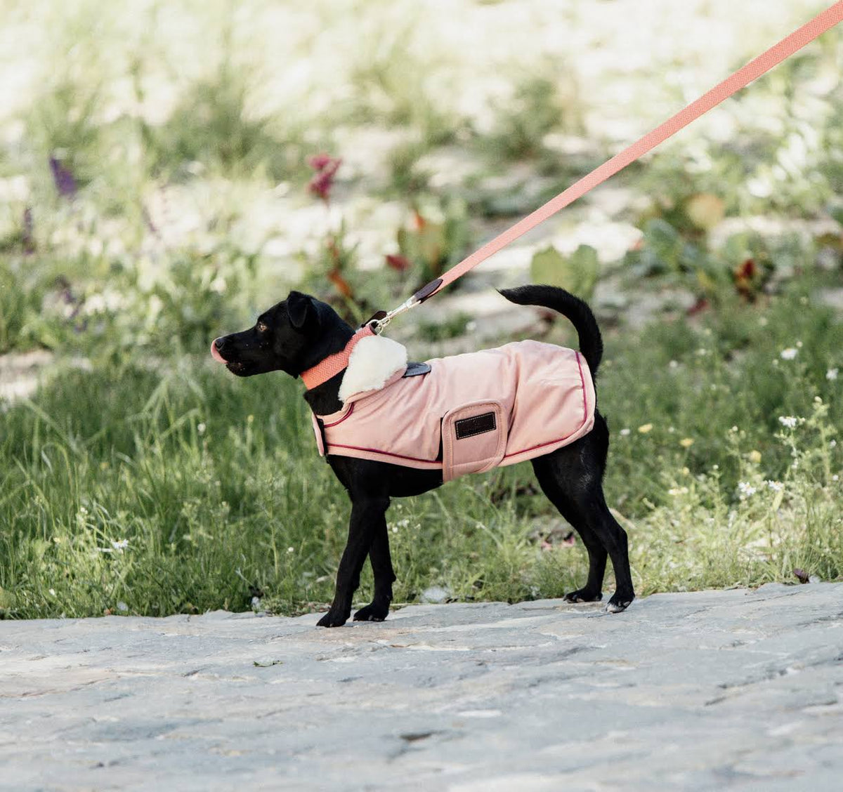 Waterproof Coral Dog Coat B4430