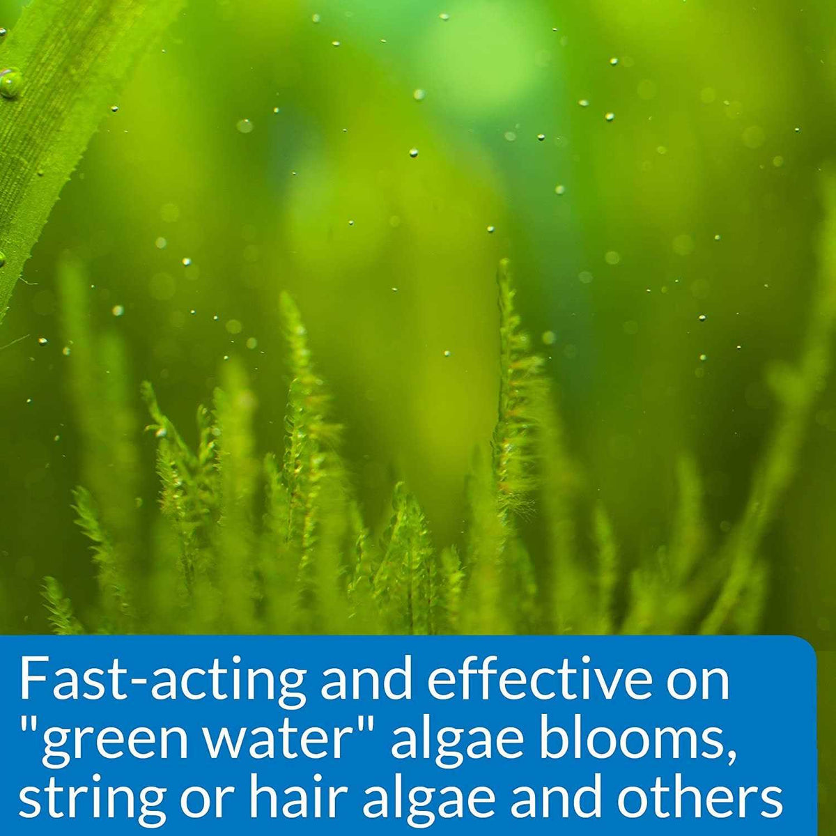 AlgaeFix B2997
