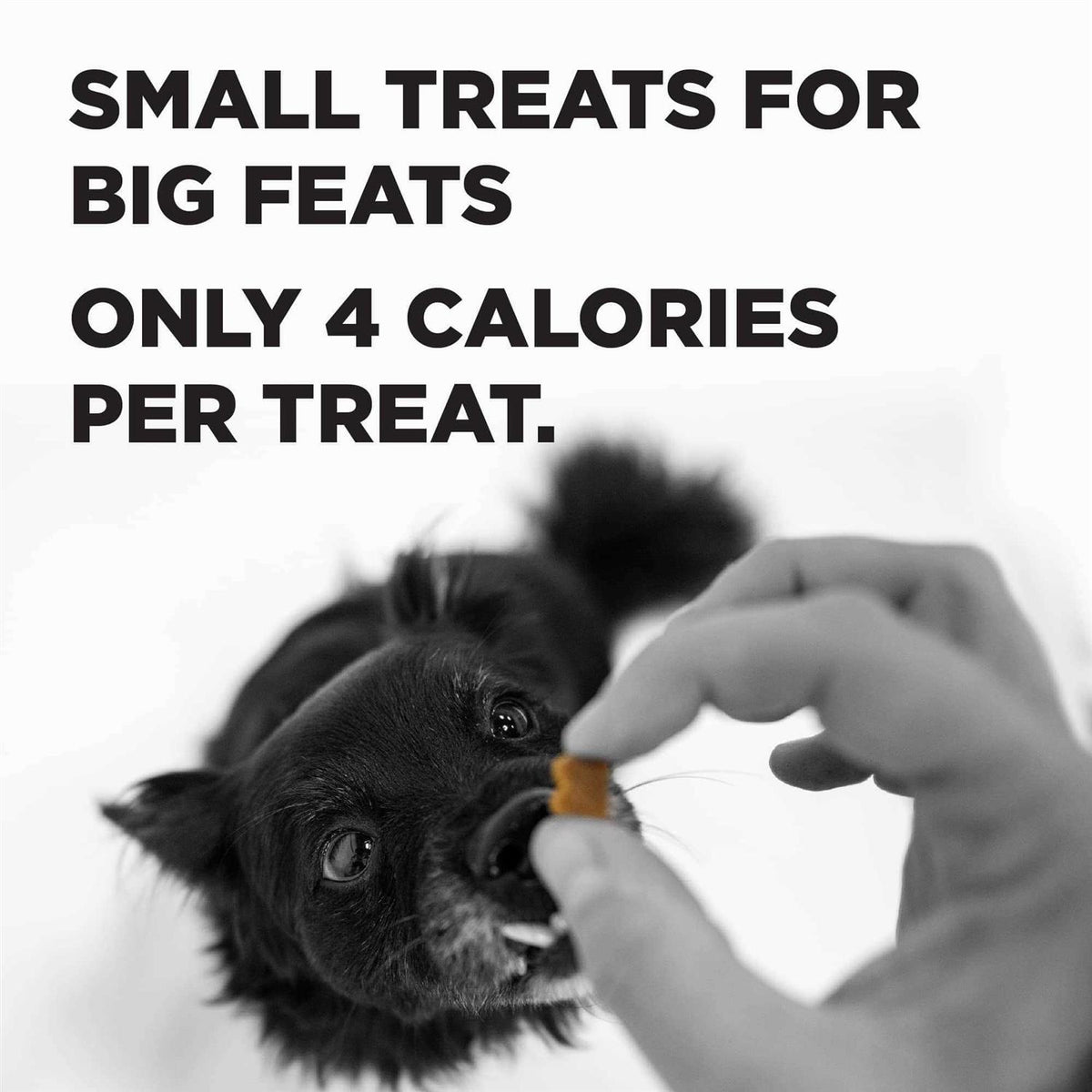 Dog Treats G703960
