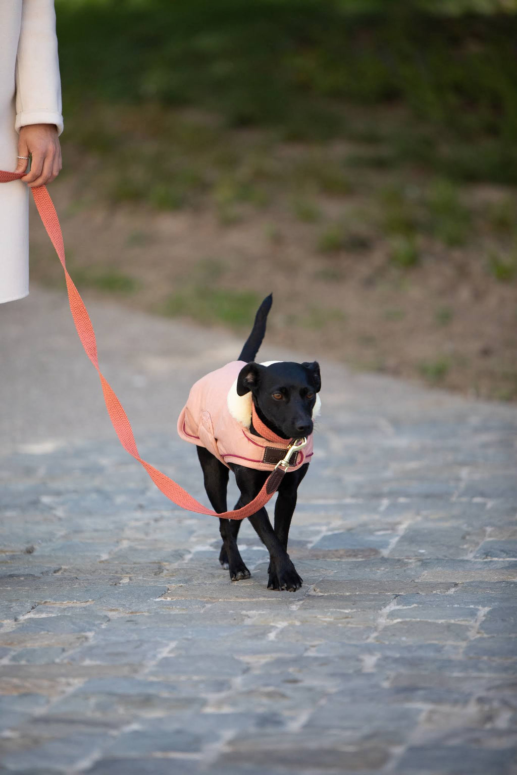 Waterproof Coral Dog Coat B4430