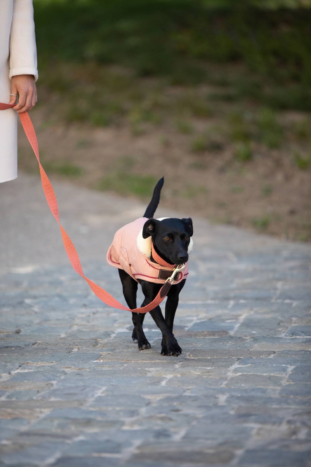 Waterproof Coral Dog Coat B4430